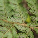 Polystichum transvaalense Blad