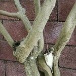 Grewia occidentalis Bark