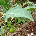 Solanum aethiopicum पत्ता