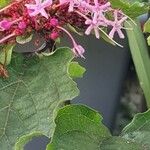 Clerodendrum bungei ᱵᱟᱦᱟ