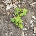 Hydrophyllum virginianum Hoja
