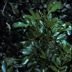 Schinus terebinthifolius Kůra