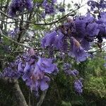 Jacaranda mimosifolia Fleur