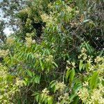 Niedenzuella acutifolia Habit