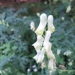 Aconitum lycoctonumÇiçek