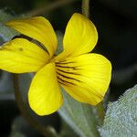 Viola purpurea 花