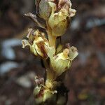 Monotropa hypopitys Ffrwyth