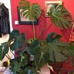 Philodendron gloriosum List