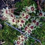 Chimonanthus praecox Квітка