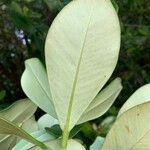 Clusia criuva Hoja