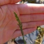 Polypogon viridis Fiore