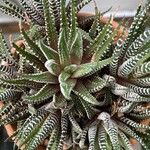 Haworthia attenuata পাতা