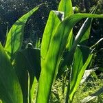 Canna glauca Folha