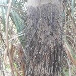 Oncosperma horridum Bark