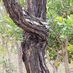 Machaerium opacum 樹皮