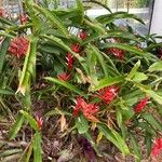 Heliconia farinosa Vivejo