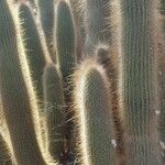 Cleistocactus hyalacanthus Liść