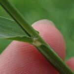 Setaria flavida Corteccia