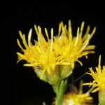 Euthamia occidentalis Flower