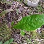 Crepis paludosa Leaf