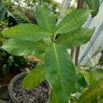 Petrea volubilis Leaf