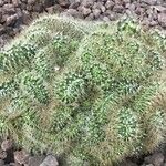 Mammillaria flavescens Leaf