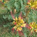 Erythrostemon gilliesii Flower