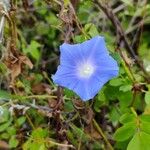 Ipomoea hederaceaപുഷ്പം