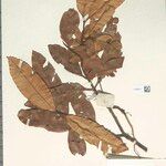 Calophyllum sundaicum 其他
