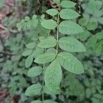 Zanthoxylum americanum Ліст