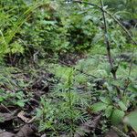 Tagetes filifolia Habitus