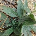 Phacelia heterophylla Leaf