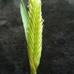 Triticum monococcum 叶