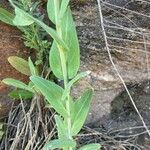 Turritis glabra Leaf