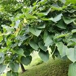 Tilia americana Φύλλο