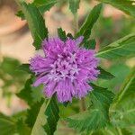 Centratherum punctatum Flor