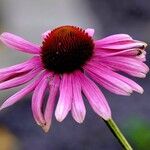 Echinacea purpurea Цвят