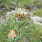 Carlina vulgaris Blad