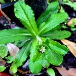 Gamochaeta purpurea Leaf