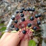 Aralia hispida Fruto