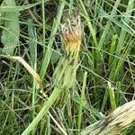 Scorzoneroides autumnalis Fruit