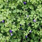 Clitoria ternatea Flower