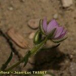 Spergularia rubra Flor