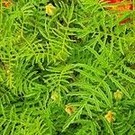 Tagetes tenuifolia Likasa
