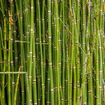 Equisetum hyemale Folla