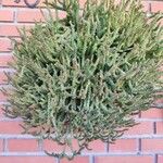 Crassula muscosa Листок