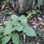 Salvia glutinosa Gyümölcs