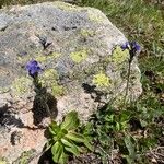 Veronica bellidioides Fula