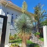 Yucca rostrataموطن