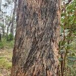 Eucalyptus robusta പുറംതൊലി